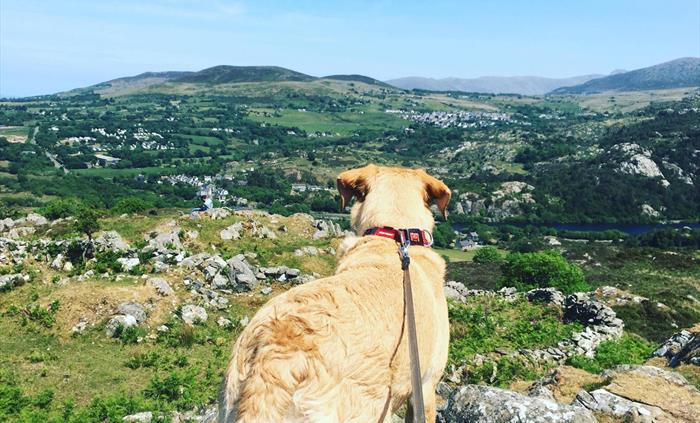 Dog-friendly holidays in North Wales